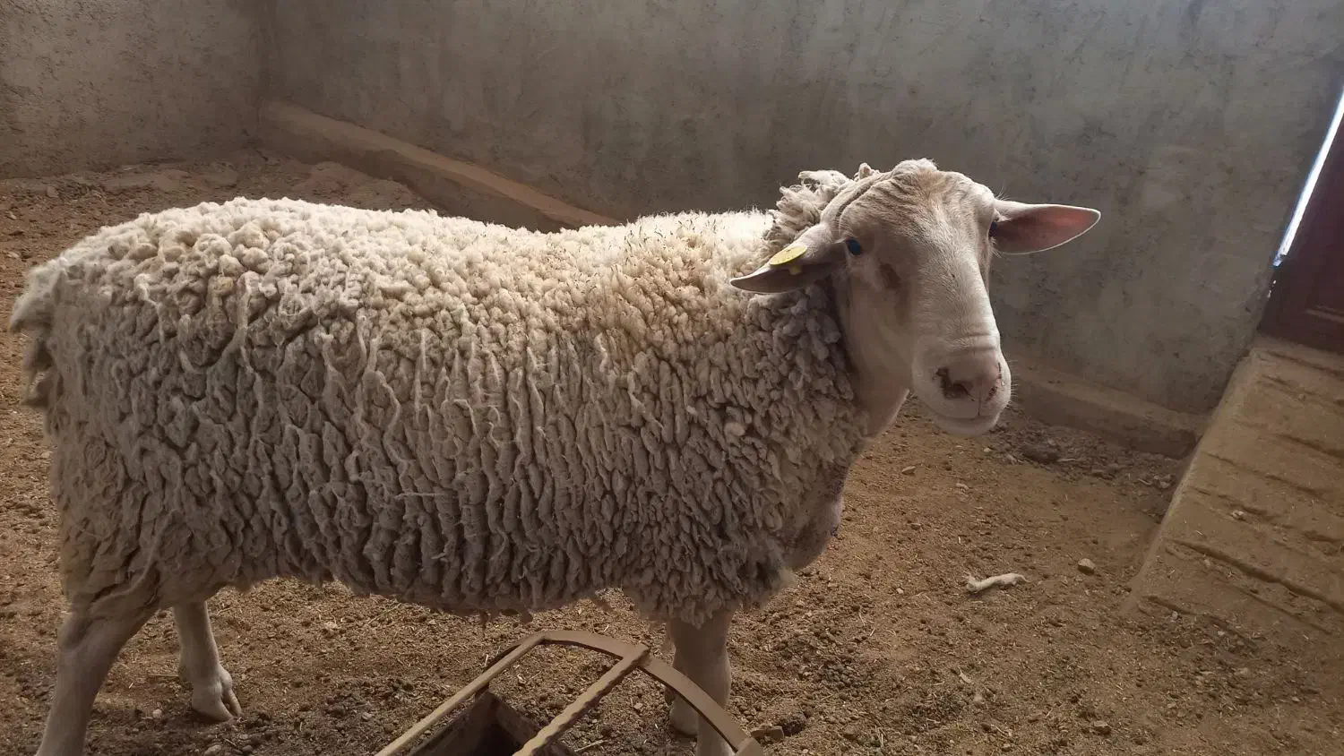 بره نر لاکن اصل از پدر و مادر فرانسه|حیوانات مزرعه|مهریز, |دیوار