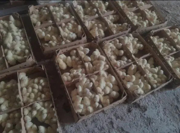 جوجه گوشتی راس 308 عمده نهاده ذرت سویا|حیوانات مزرعه|رشت, بازار|دیوار