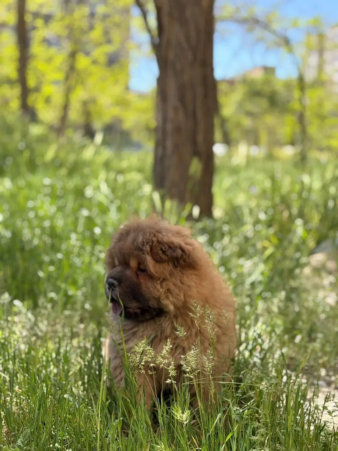 فروش سگ چائو چائو|سگ|اراک, |دیوار