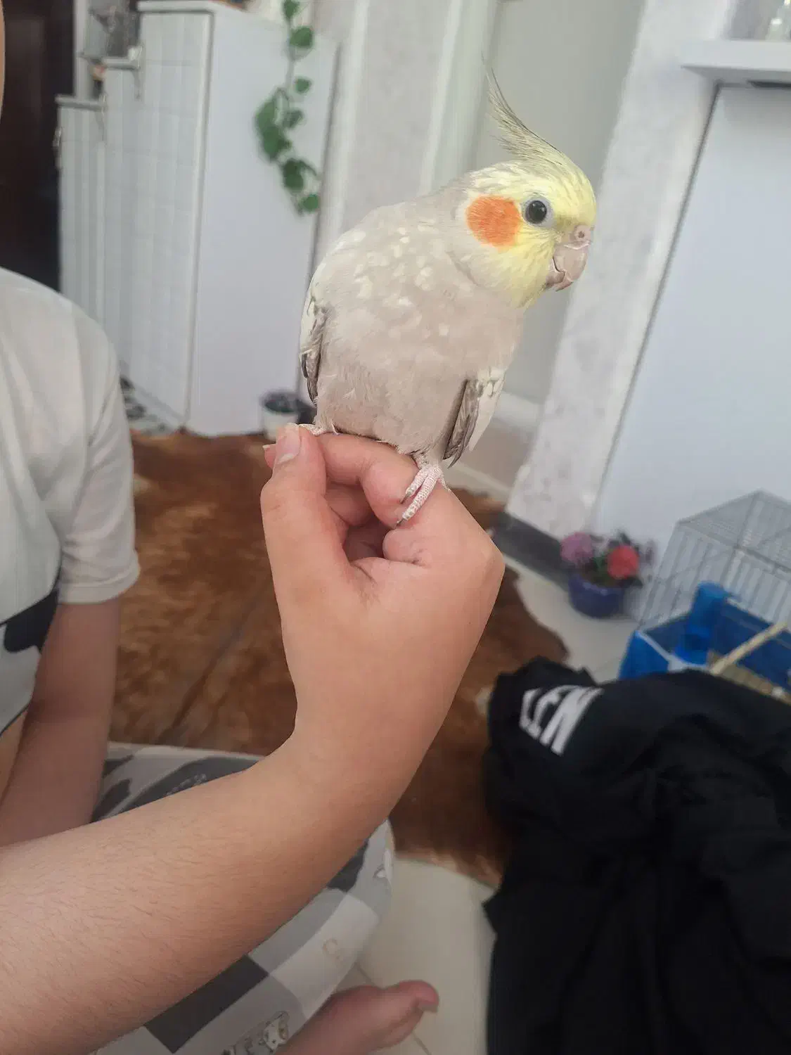 عروس هلندی|پرنده|تهران, اسکندری|دیوار