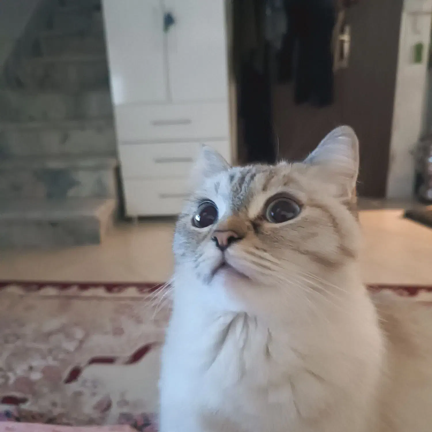 گربه نژاد دار|گربه|نیشابور, بنیاد شهید|دیوار