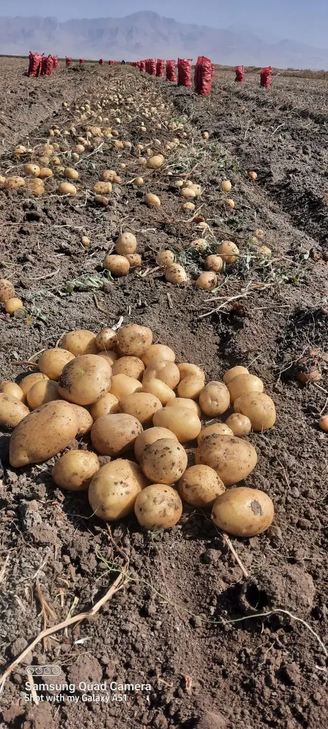 سیب زمینی پانامرا ۴۰۱. خوش رنگ و با کیفیت|خوردنی و آشامیدنی|اقلید, |دیوار