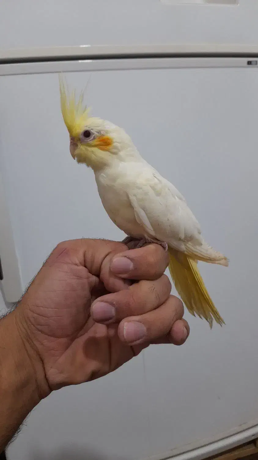 عروس هلندی  کاملا دستی  و فنج گلدین نر بخون|پرنده|اردبیل, |دیوار