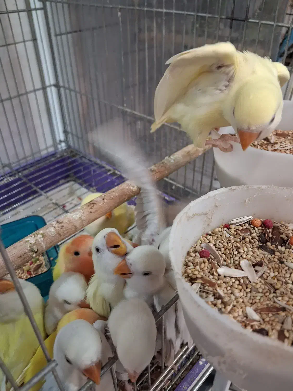 طوطی برزیلی|پرنده|تهران, مجیدآباد|دیوار