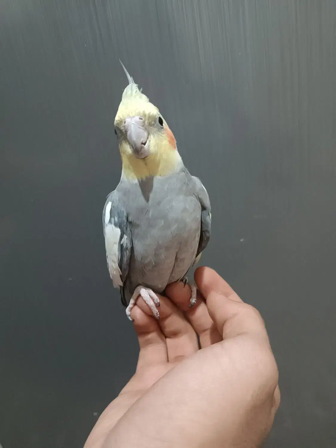 عروس هلندی|پرنده|گلستان (تهران), |دیوار