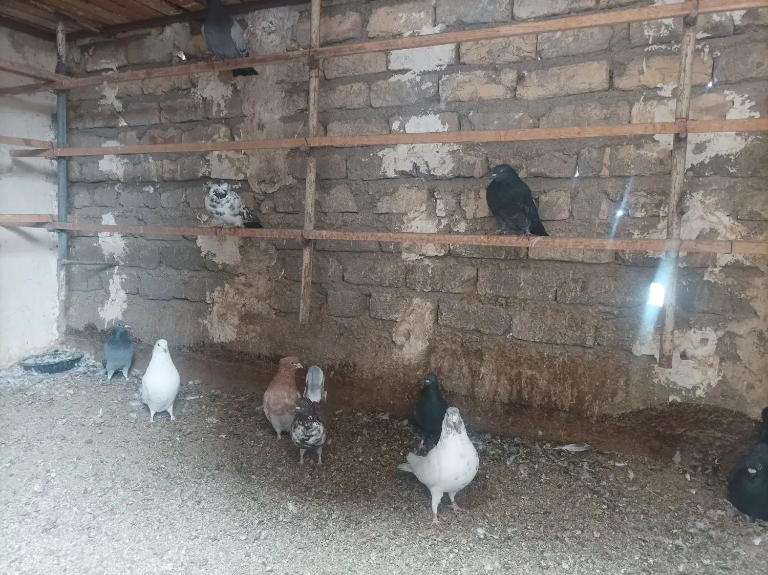 تعدادی کبوتر بومی و پلاکی بفروش می رسد|پرنده|ساوه, |دیوار