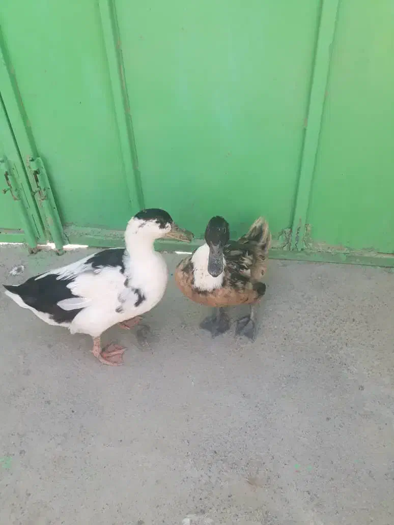 اردک|پرنده|کنارک, |دیوار