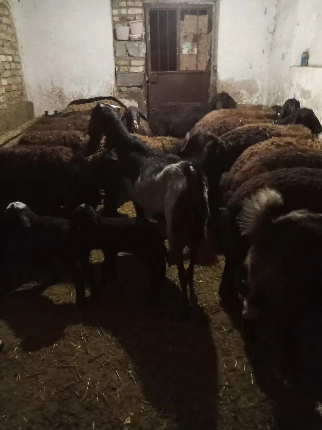 بزنژ دی،اوستن  الانم روزی یک،کیلوشیرمیده|حیوانات مزرعه|خلجستان, |دیوار