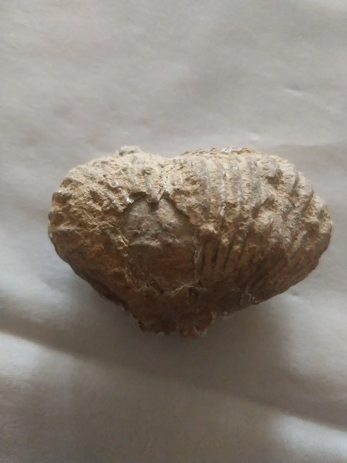 فسیل زیبا و با ارزش|کلکسیون اشیاء عتیقه|نیشابور, فردوس شمالی|دیوار