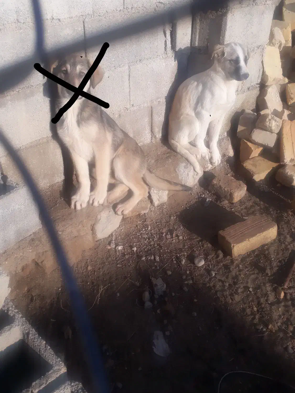 واگذاری معاوضه هم میشه با مرغ و خروس|سگ|آشخانه, |دیوار