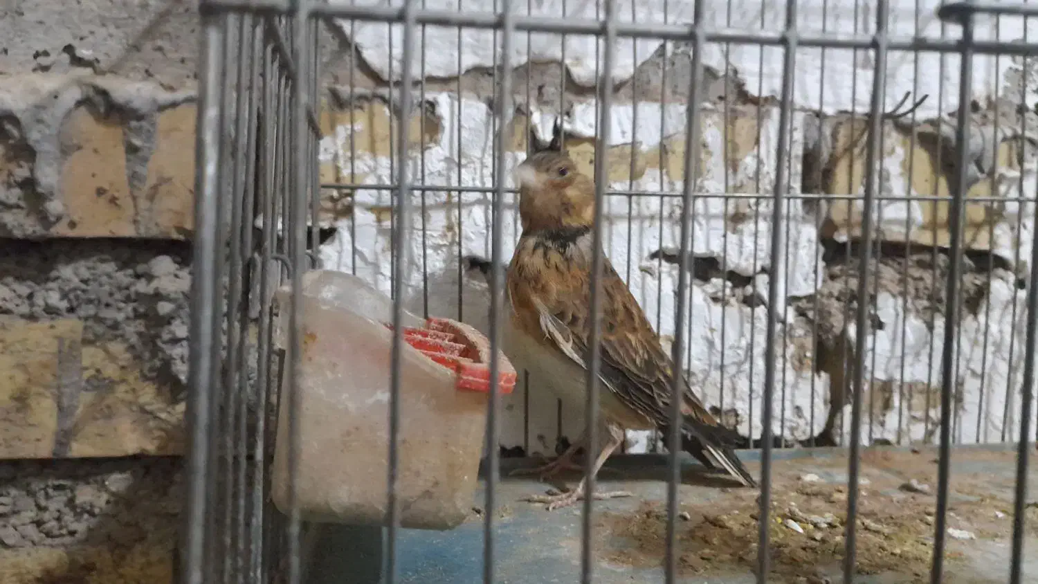 خاکی|پرنده|دزفول, |دیوار