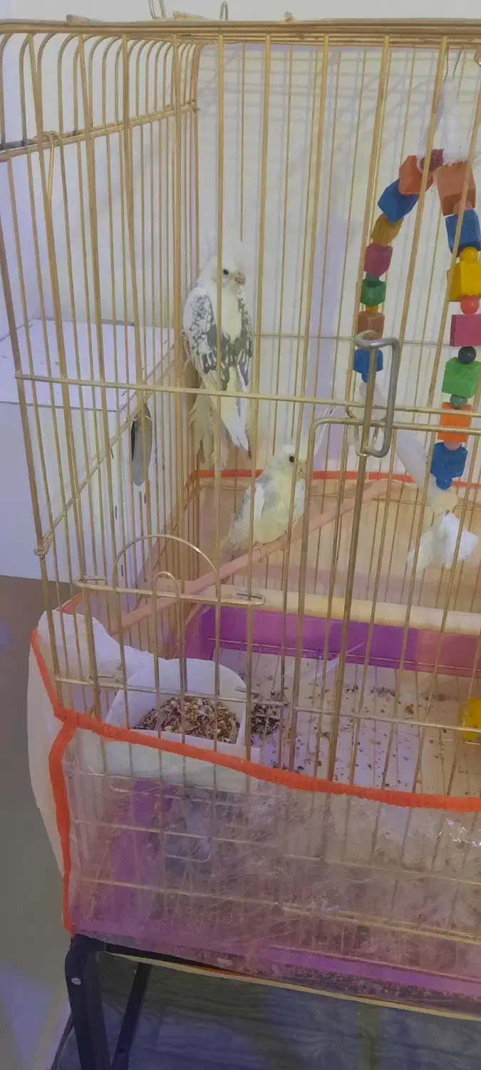 عروس هلندی دوکت|پرنده|زهک, |دیوار