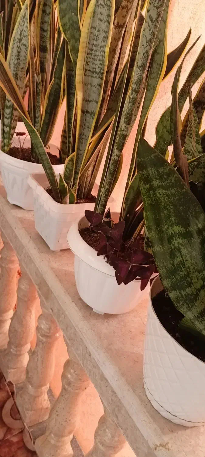 گل شمشیری|گل و گیاه طبیعی|تالش, هشتپر|دیوار