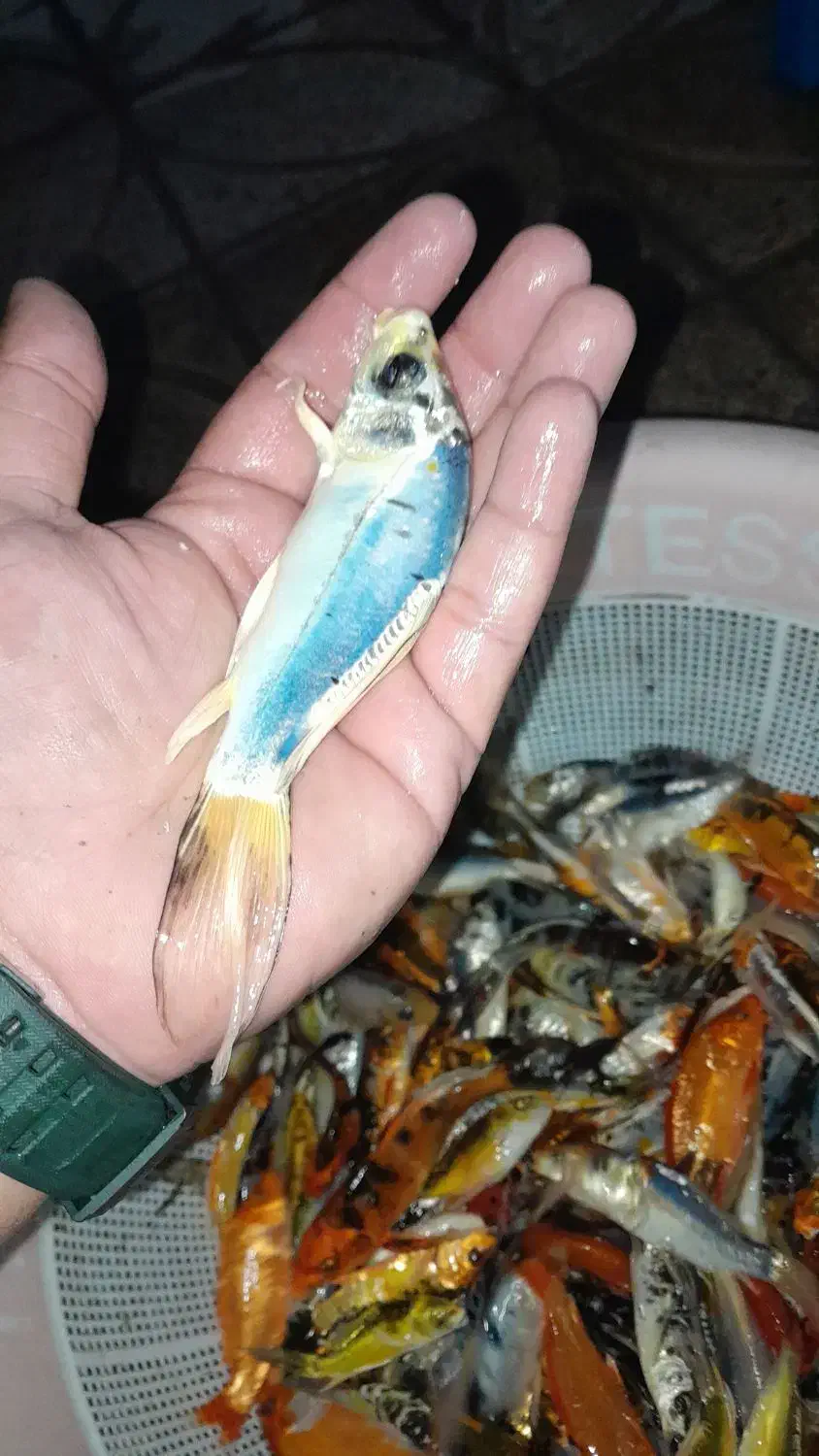 پخش ماهی کوی سوپر بالا در اصفهان|ماهی|خمینیشهر, |دیوار