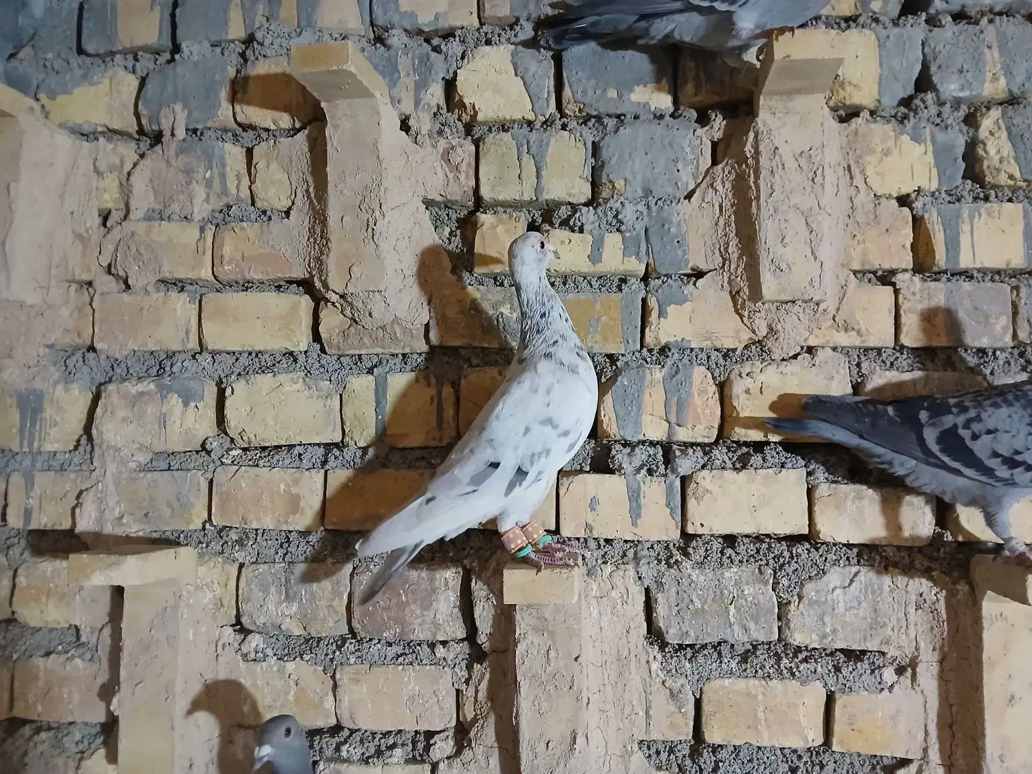 سرور ماده|پرنده|مبارکه, |دیوار