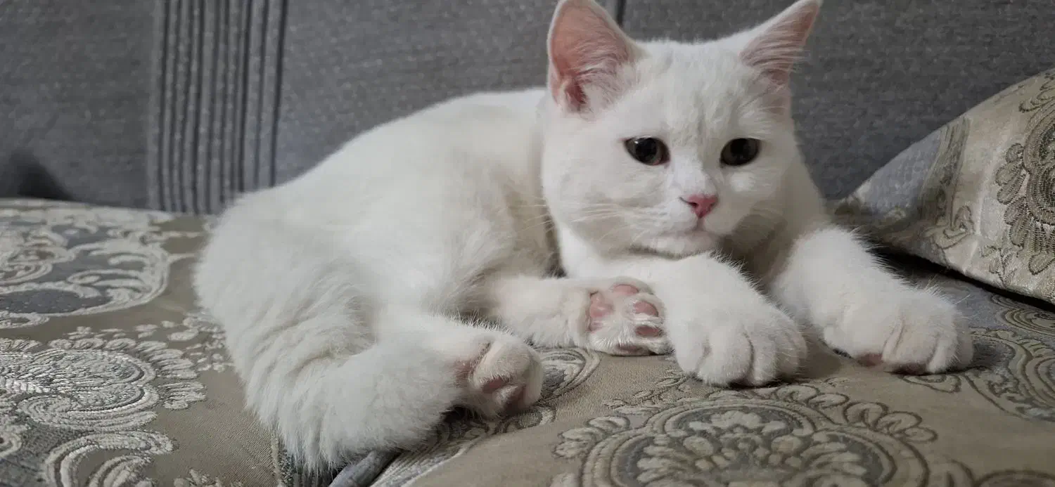 گربه بریتیش نر۴ ماهه با تمام وسایل|گربه|ری, دولتآباد|دیوار