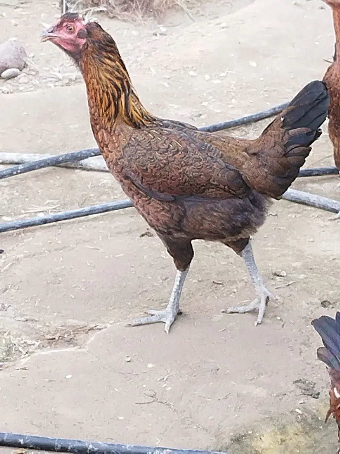 معاوضه مرغ و خروس آواز خوان|پرنده|جیرفت, |دیوار