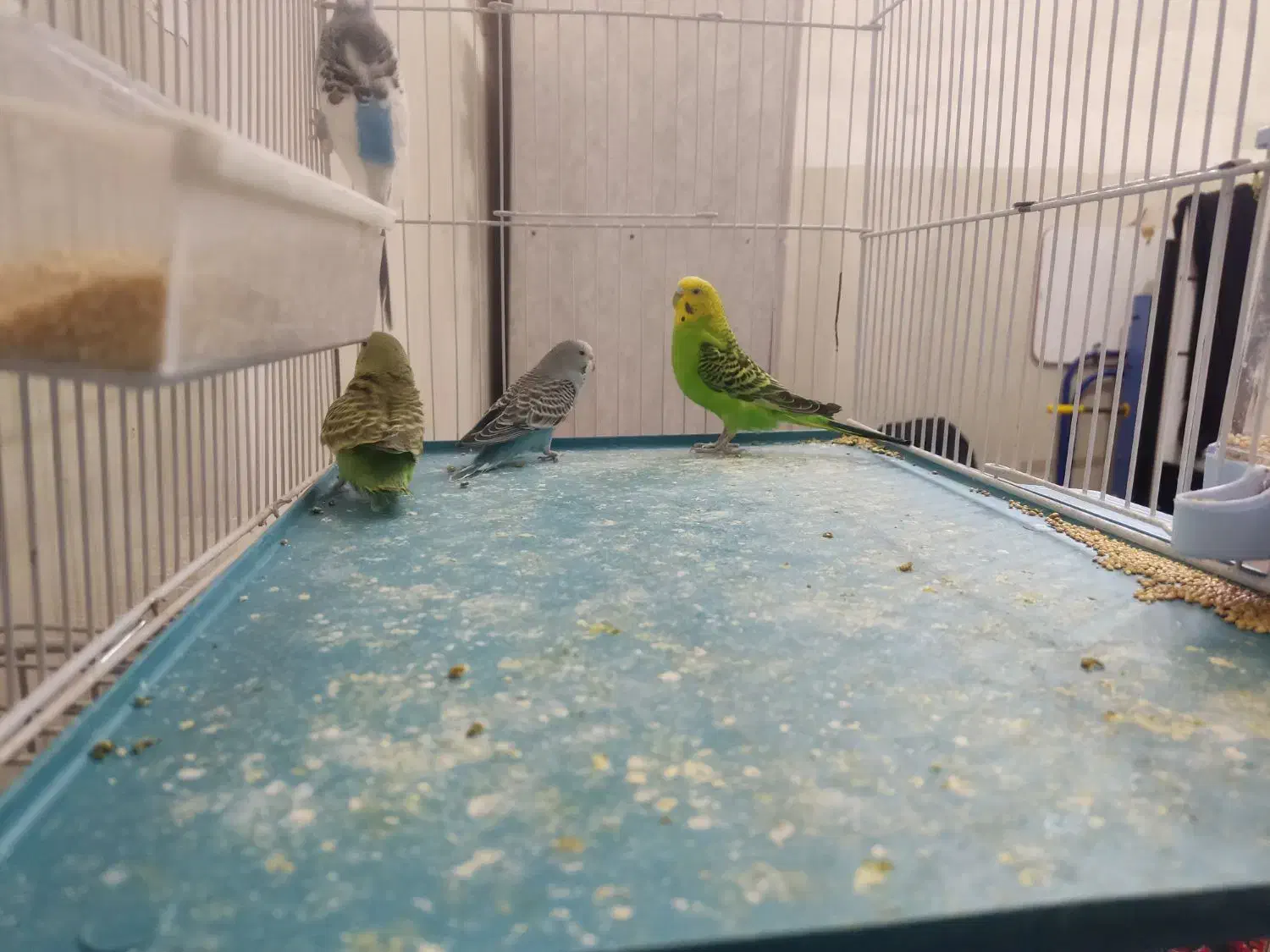 پرنده|پرنده|شیراز, شهرک مهدیآباد|دیوار