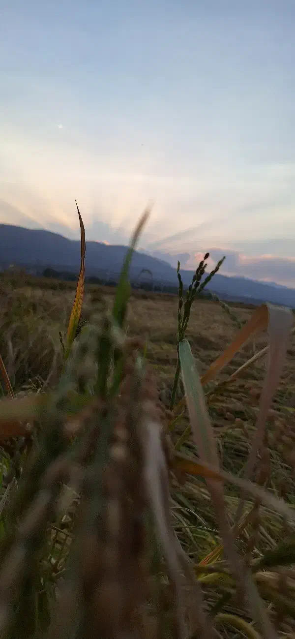 برنج کامفیروزی|خوردنی و آشامیدنی|کامفیروز, |دیوار