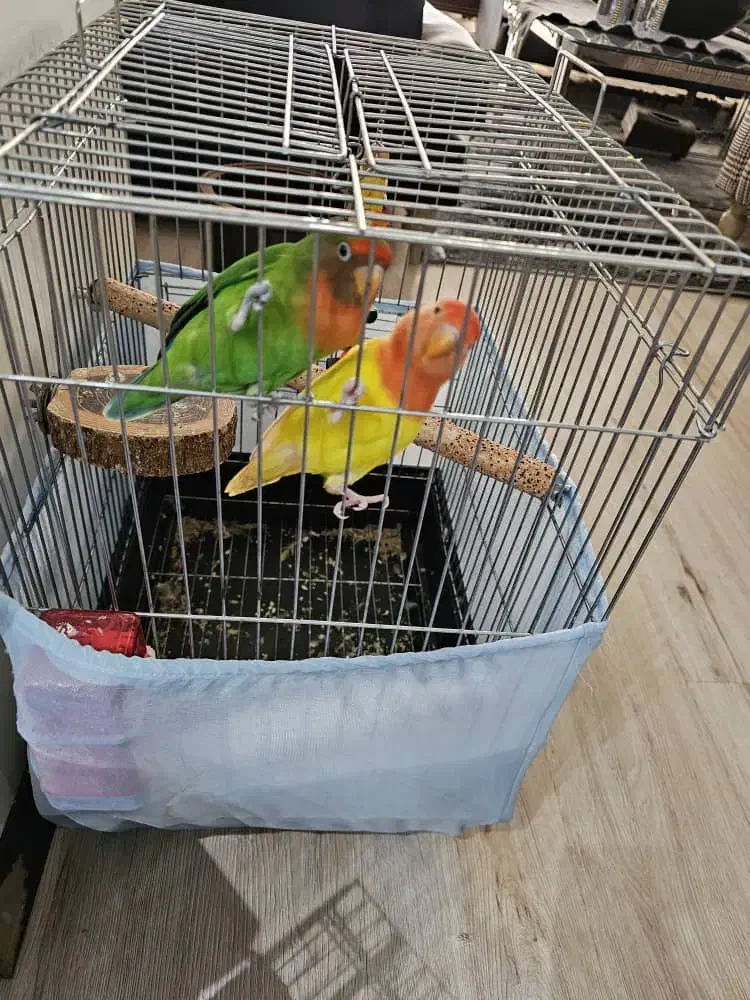 کوتوله برزیلی همراه با دوتا جوجه اضافه مطلقات|پرنده|کرج, کوی کارمندان جنوبی|دیوار