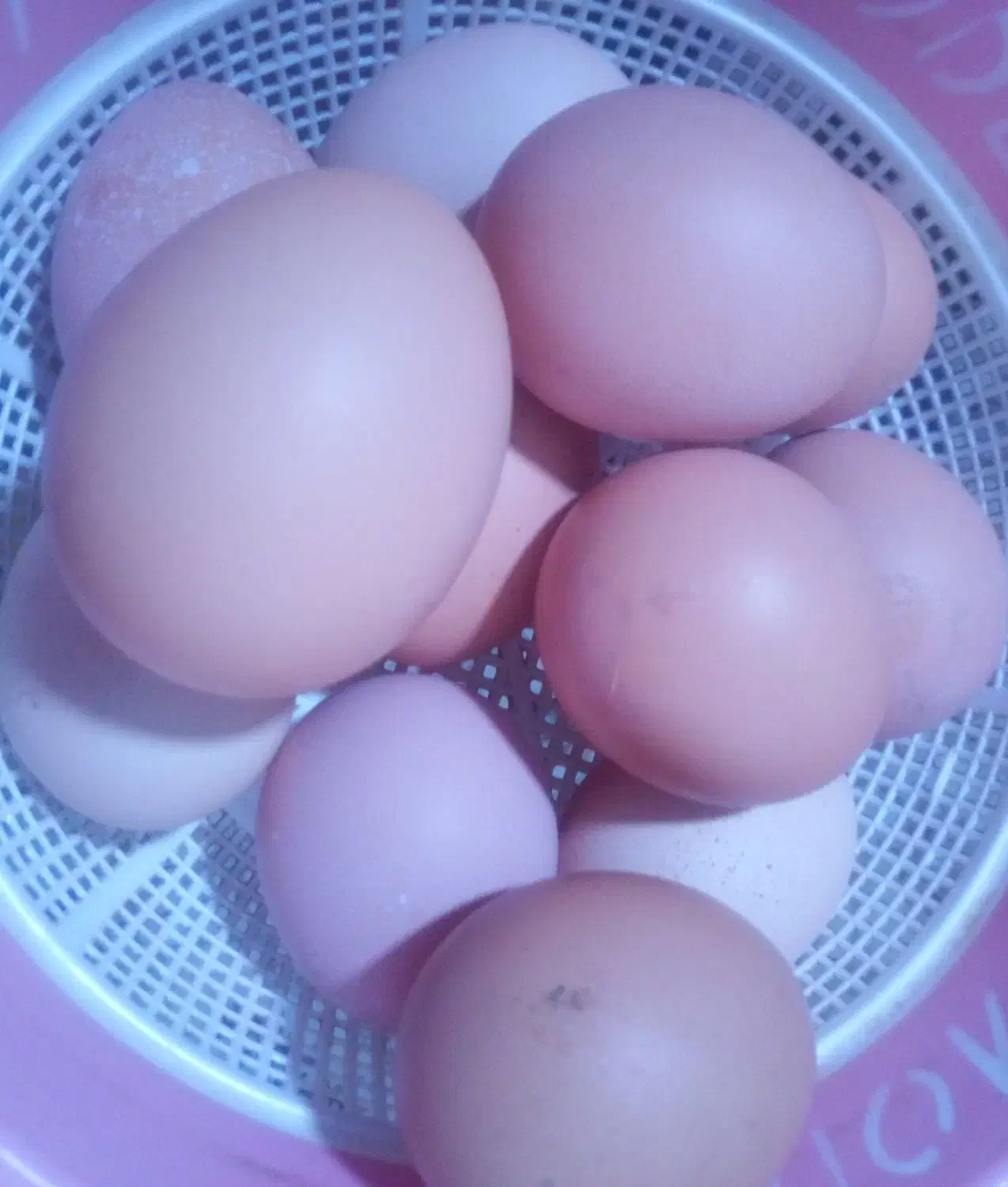 تخم مرغ|حیوانات مزرعه|ماهدشت, |دیوار