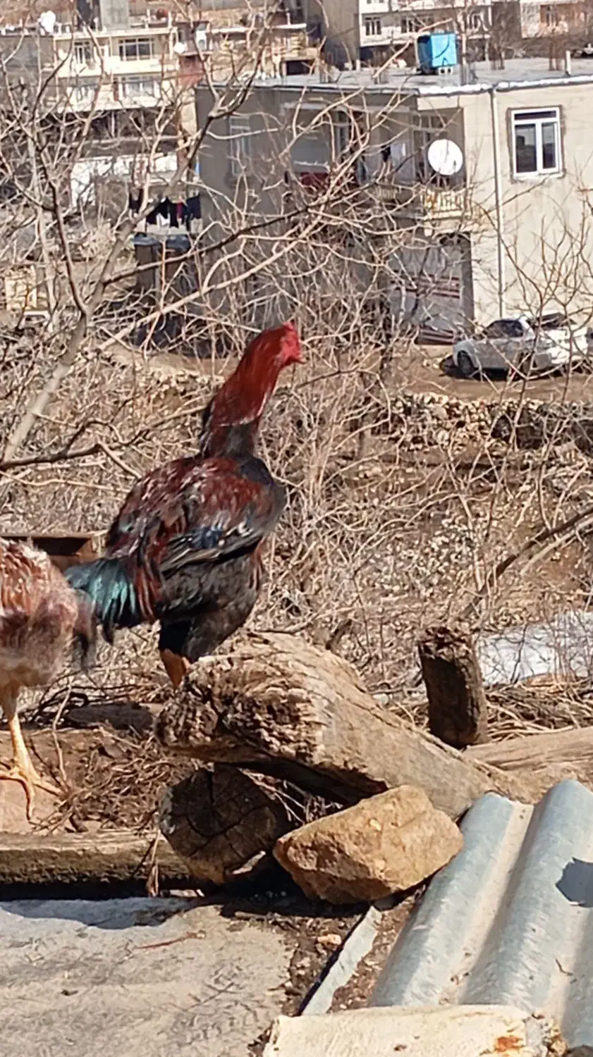 خروس لاری|حیوانات مزرعه|پاوه, |دیوار