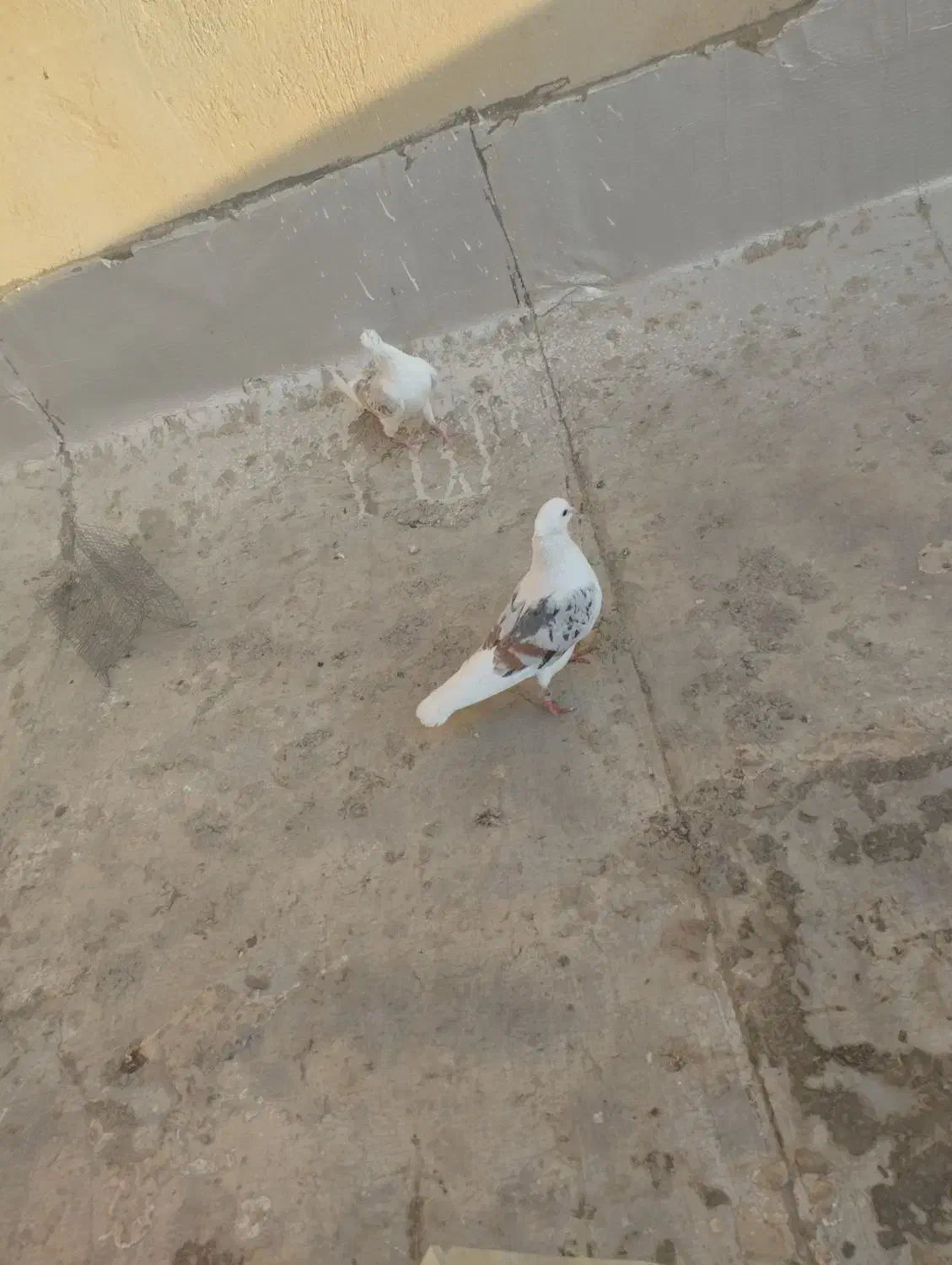 کبوتر دوکت.پشتدار سرور|پرنده|کرج, ساماندهی|دیوار