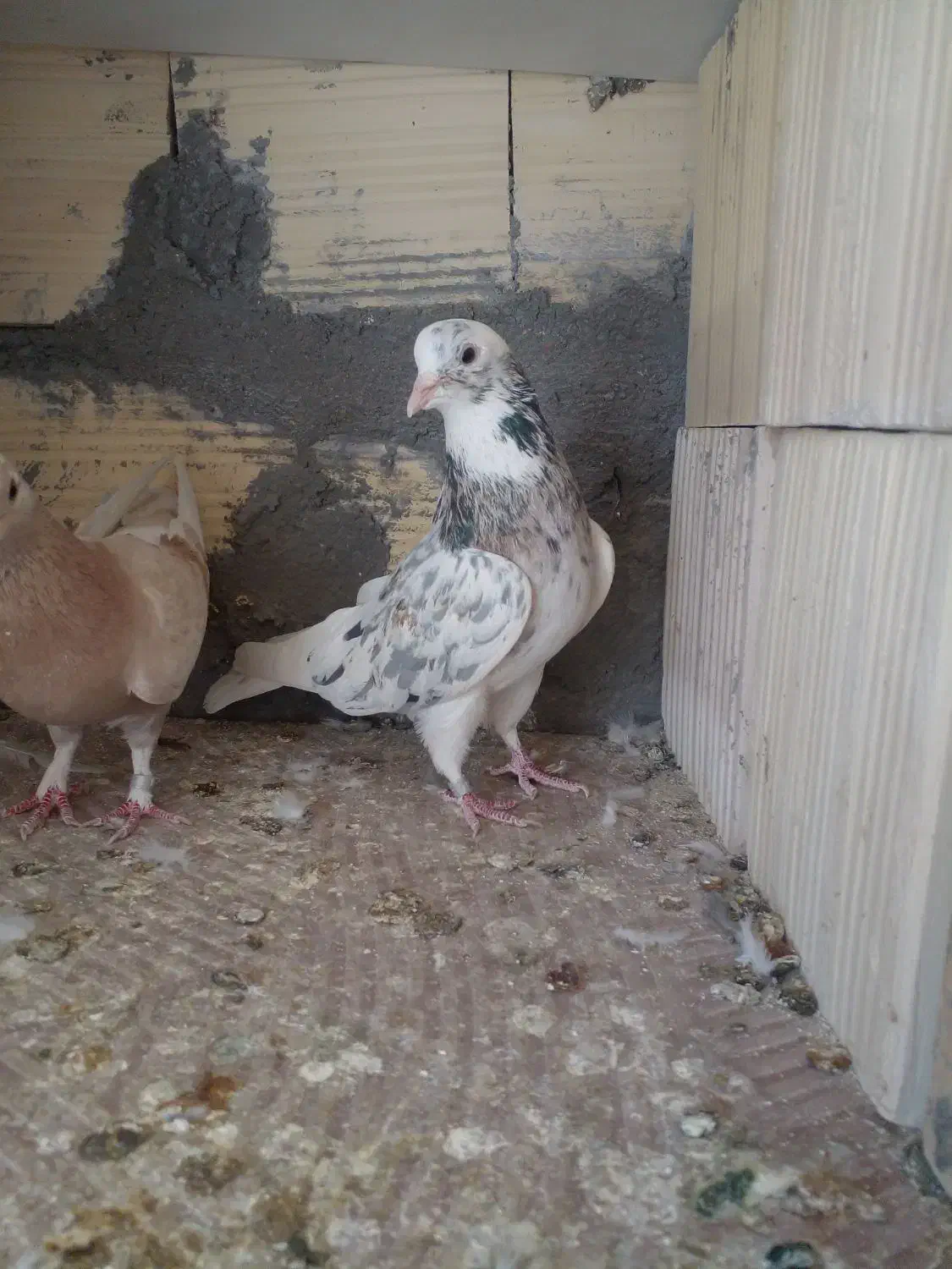 فروشی|پرنده|سیرجان, |دیوار