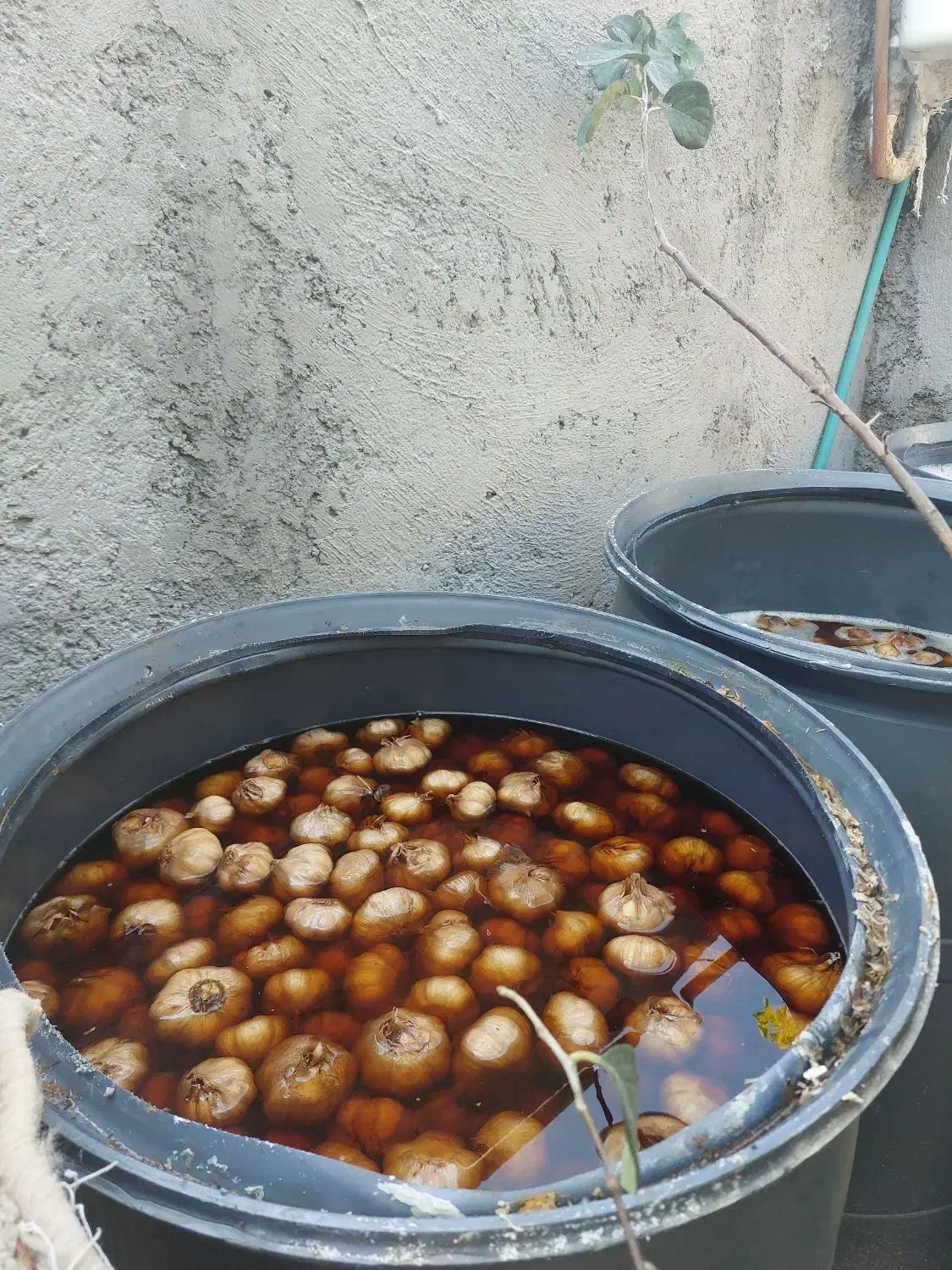 سیر ترشی حدودن 600 کیلو|عمده‌فروشی|طارم, |دیوار