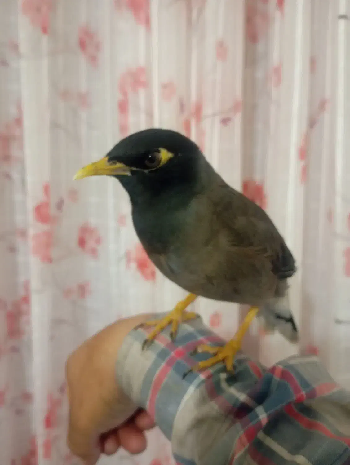 مرغ مینا کاملن دستی بازیگوش سخنگو|پرنده|مرودشت, مجد آباد|دیوار