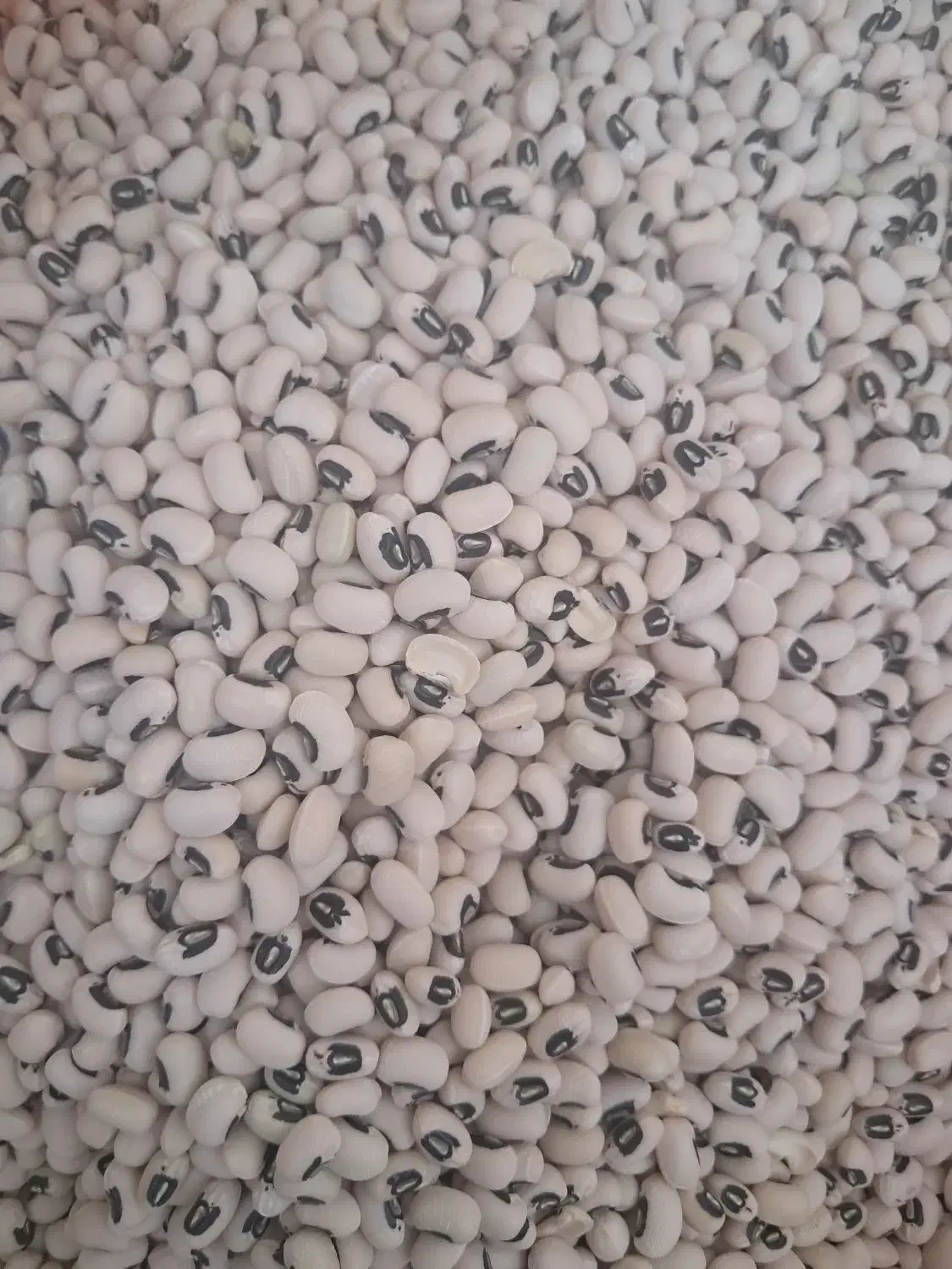 لوبیا آشی محلی(چشم بلبلی) درجه یک و زودپز|خوردنی و آشامیدنی|کوهدشت, |دیوار