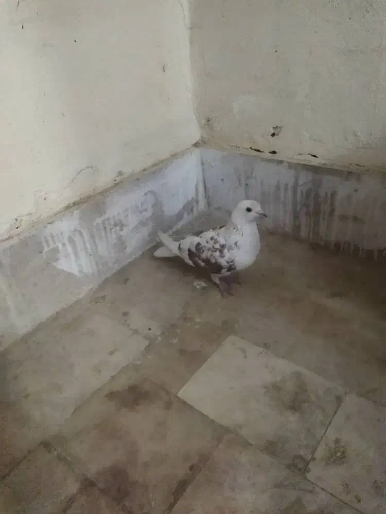 کبوتر نر|پرنده|محمدشهر, شهرک پیام (مهرالبرز)|دیوار