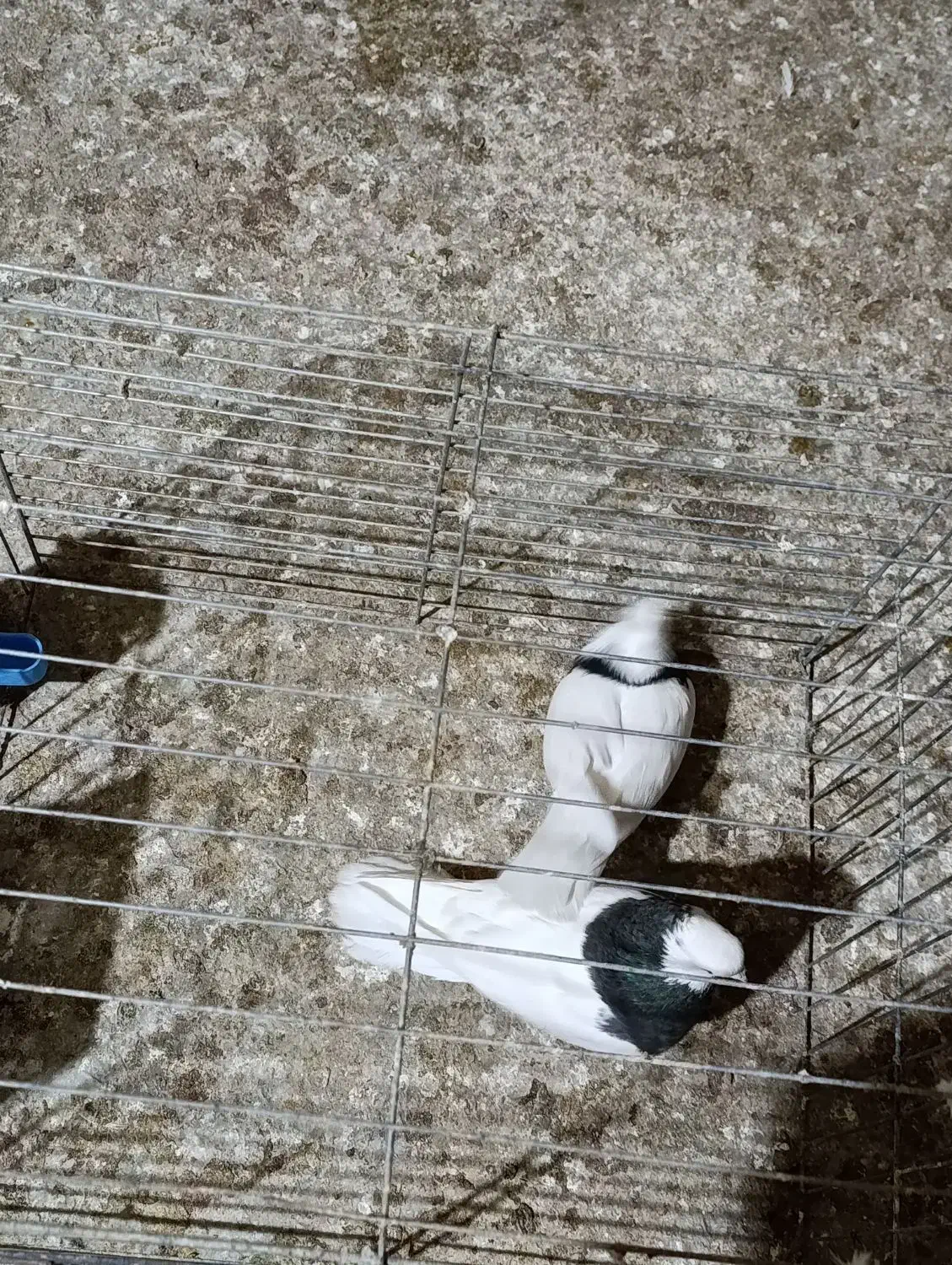 جفت طوقی|پرنده|اردکان, |دیوار