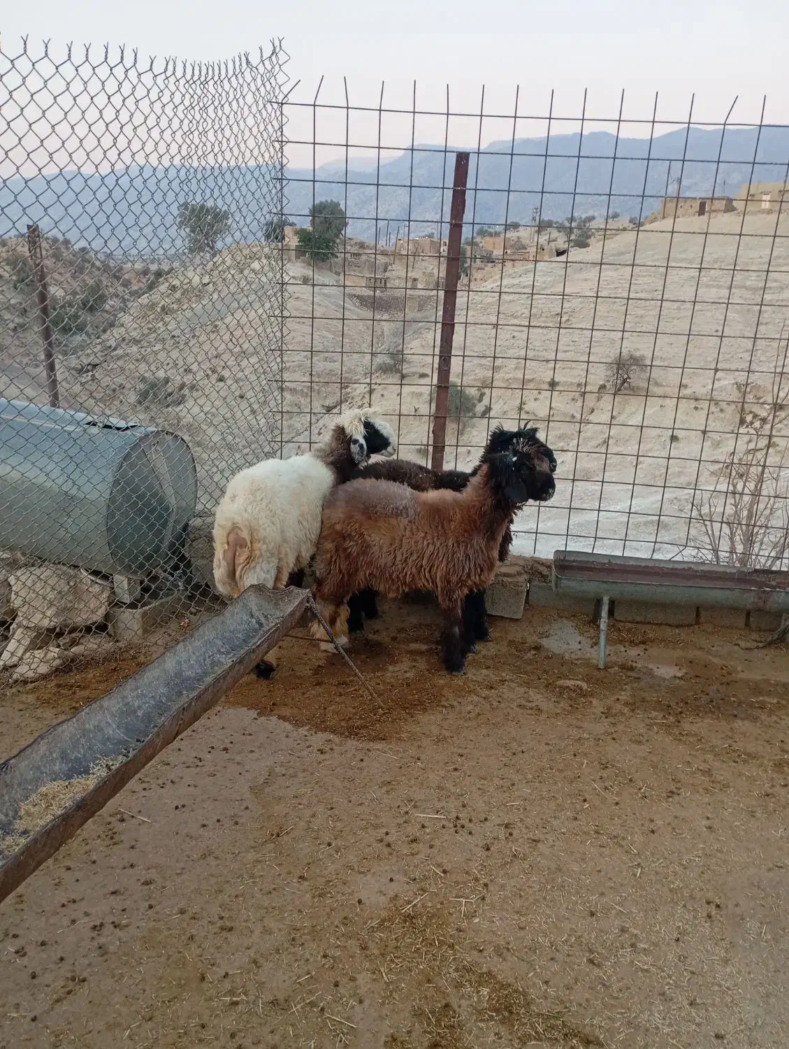 بره|حیوانات مزرعه|دهدشت, |دیوار