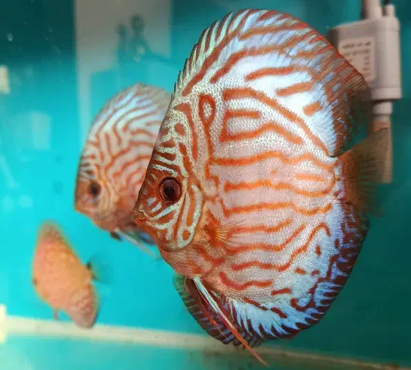 ماهی دیسکس|ماهی|قم, شاه سید علی|دیوار