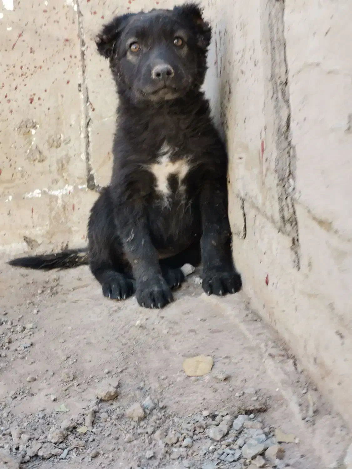 توله سگ افغان اصل|سگ|کرمان, |دیوار