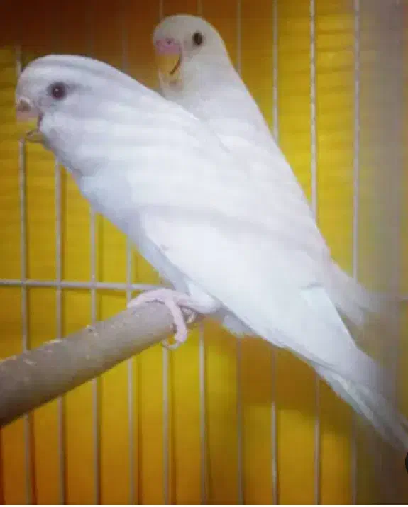 مولد|پرنده|مهاباد (آذربایجان غربی), |دیوار