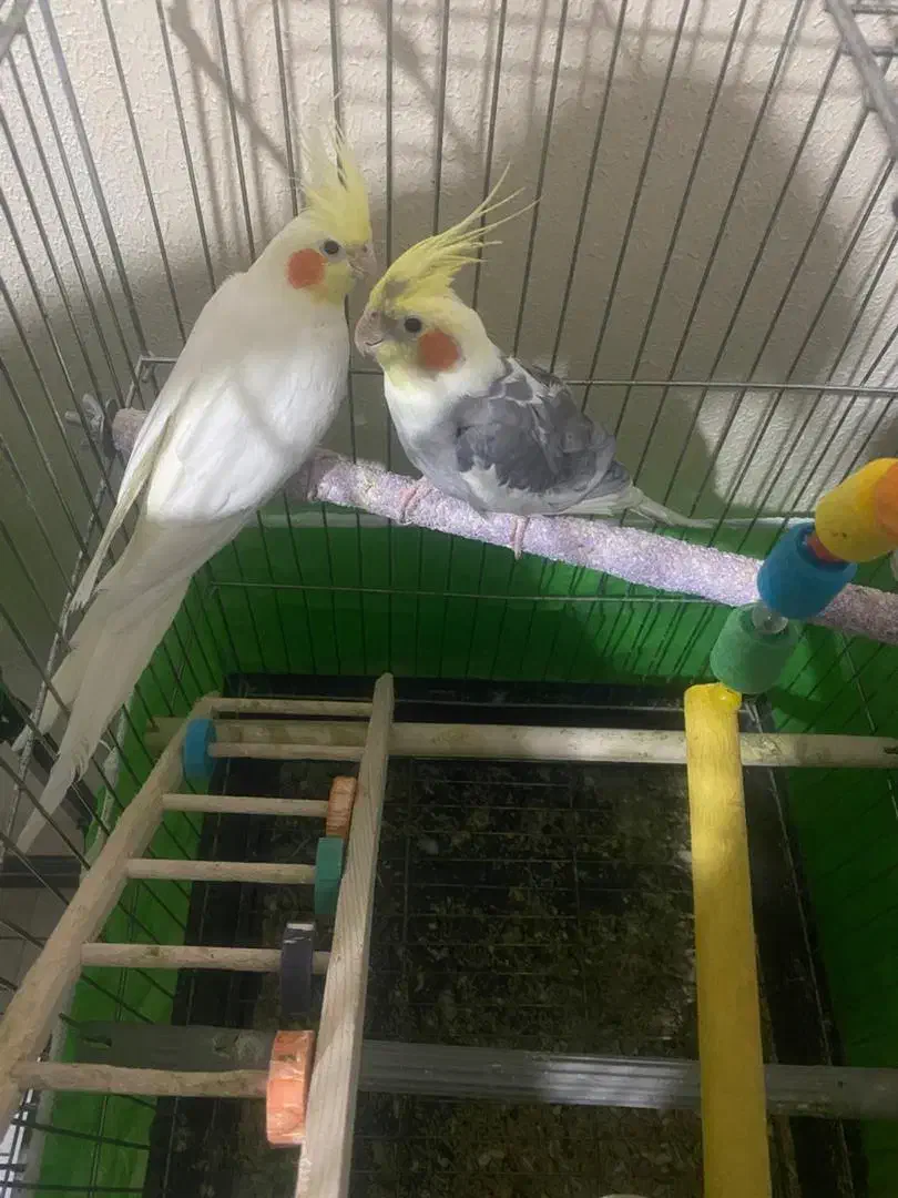 عروس هلندی|پرنده|هشتگرد, شهرک بوستان|دیوار