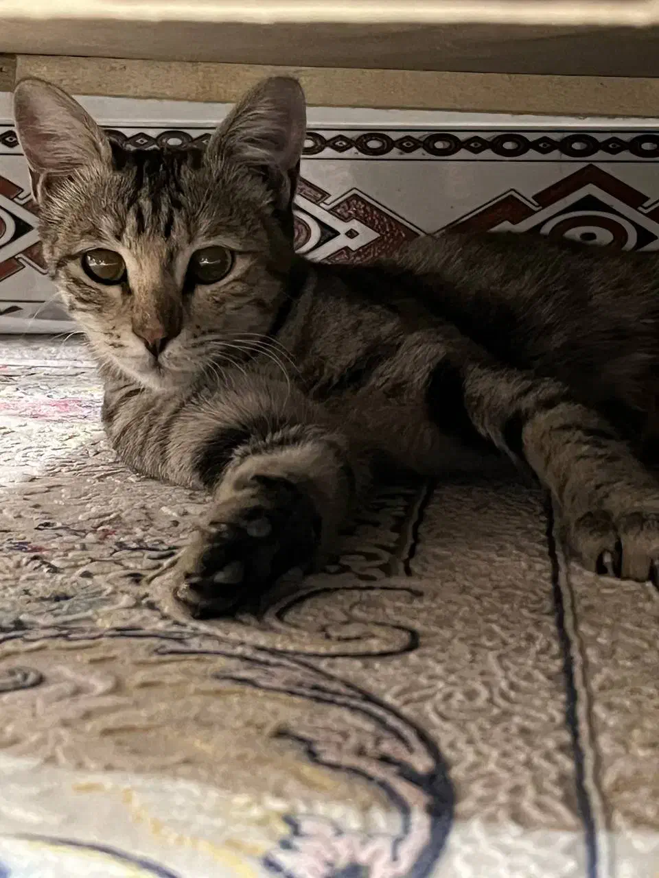 گربه خونگی واگذار میشه|گربه|سبزوار, علمدار|دیوار