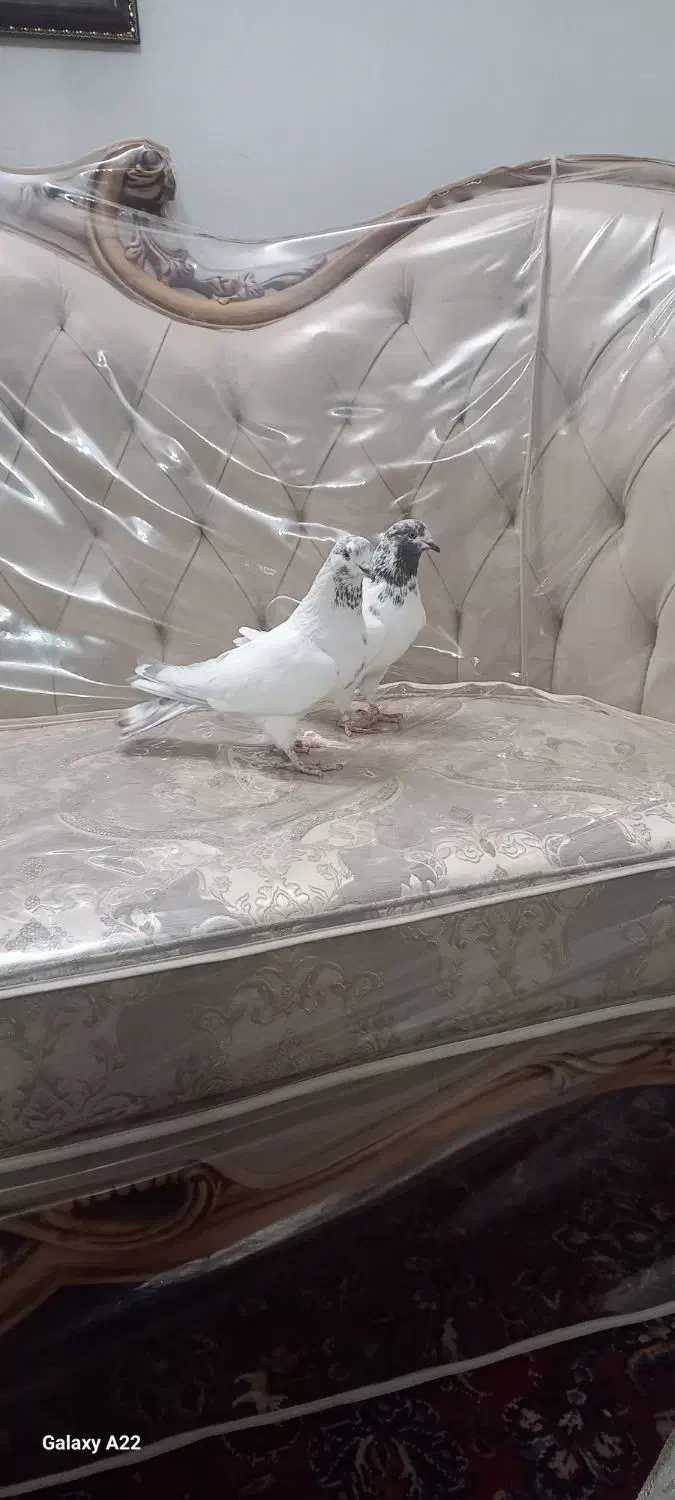 کبوتر پرشی تهرونی|پرنده|حبیب آباد, |دیوار