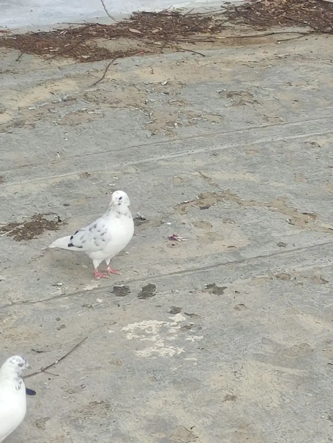 گمشده خیابان نهضت هفت تیر|پرنده|کوهدشت, |دیوار