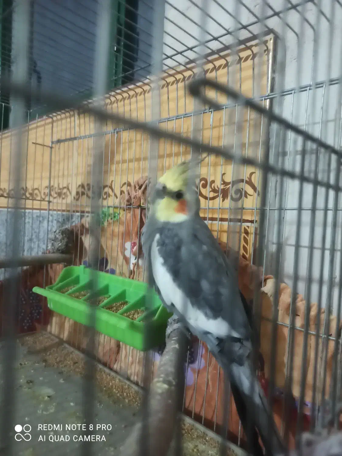 عروس هلندی|پرنده|چرام, |دیوار