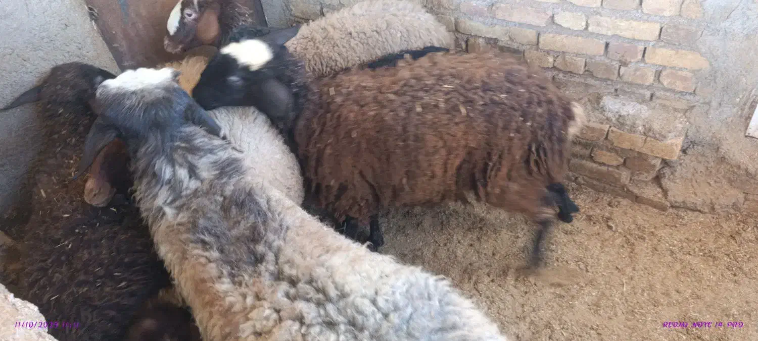 شبانه روزی|حیوانات مزرعه|تهران, فردوس|دیوار