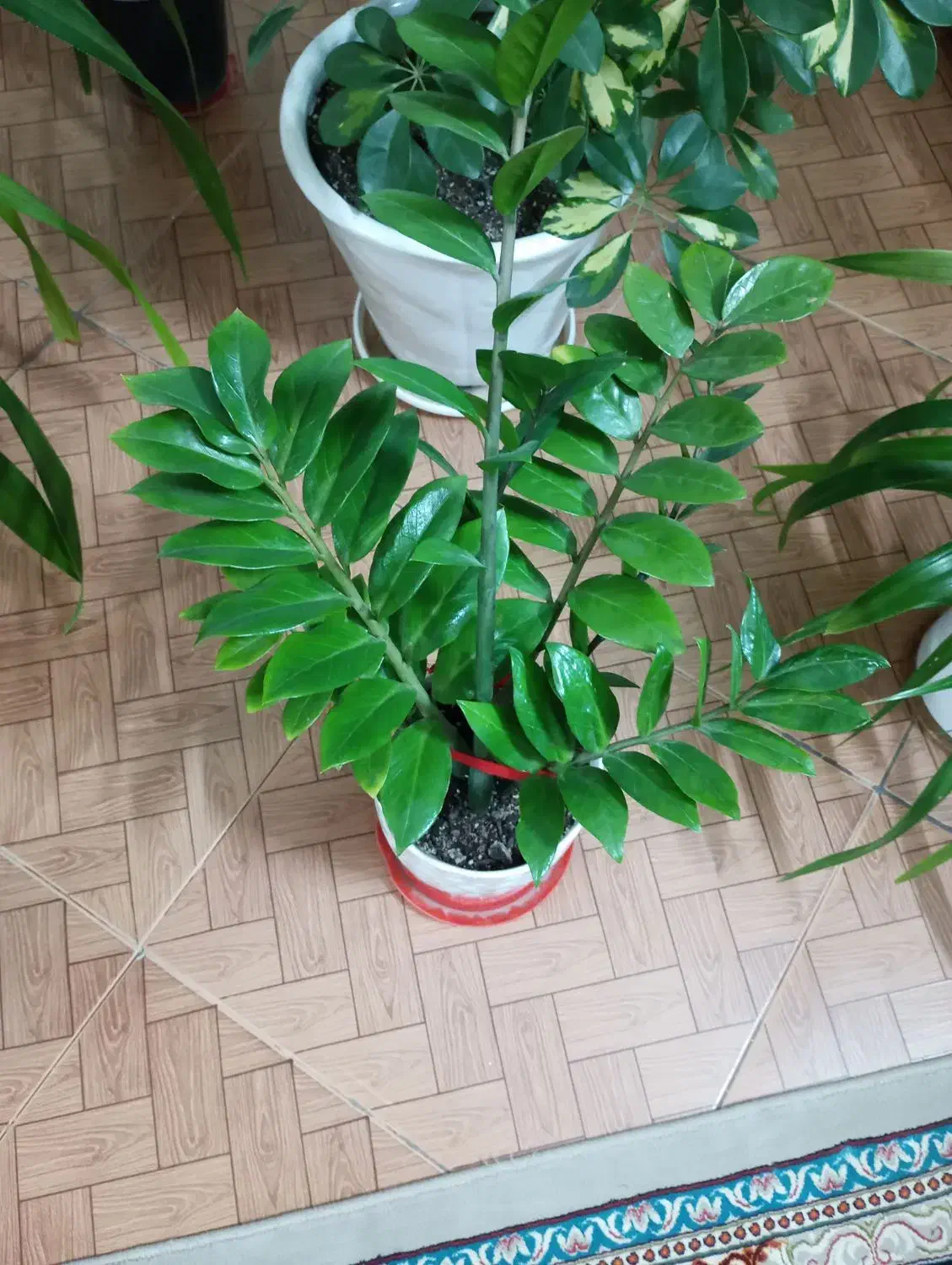 گل گل|گل مصنوعی|مشهد, شهرک ابوذر|دیوار