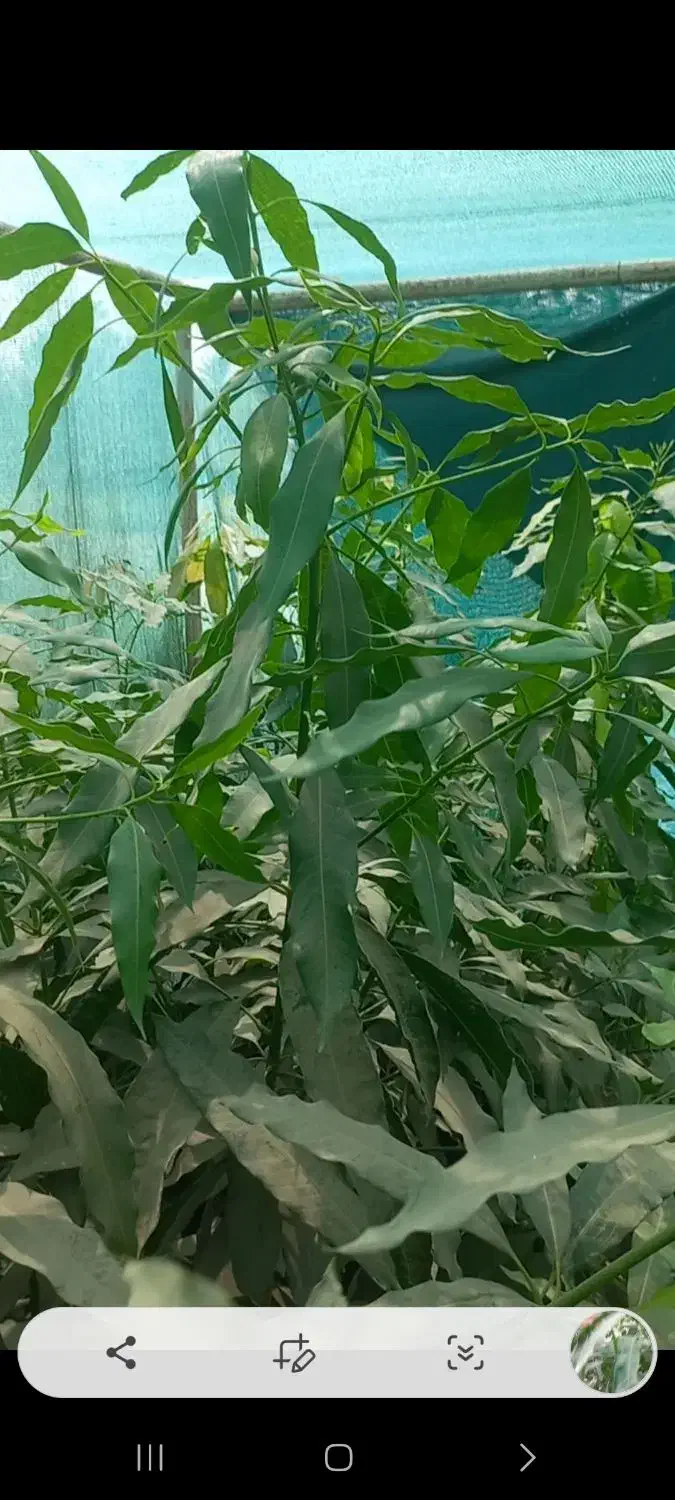 نهال انبه پیوندی چهارفصل رودان برنطین|خدمات باغبانی و درختکاری|بندرعباس, |دیوار