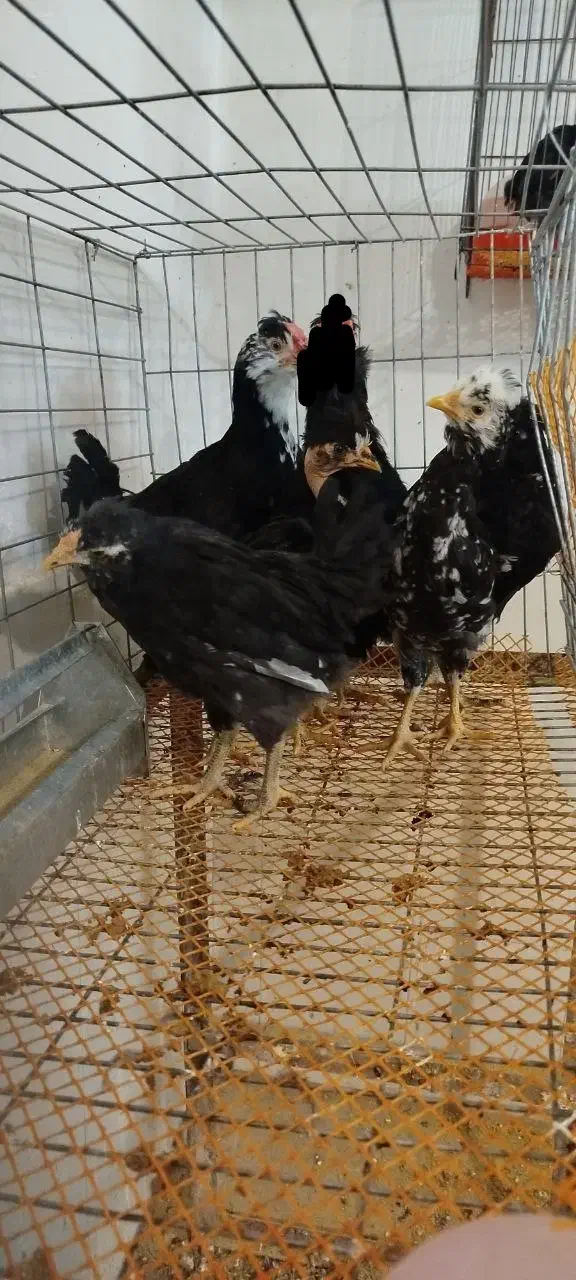 گلین فول|حیوانات مزرعه|خوانسار, |دیوار