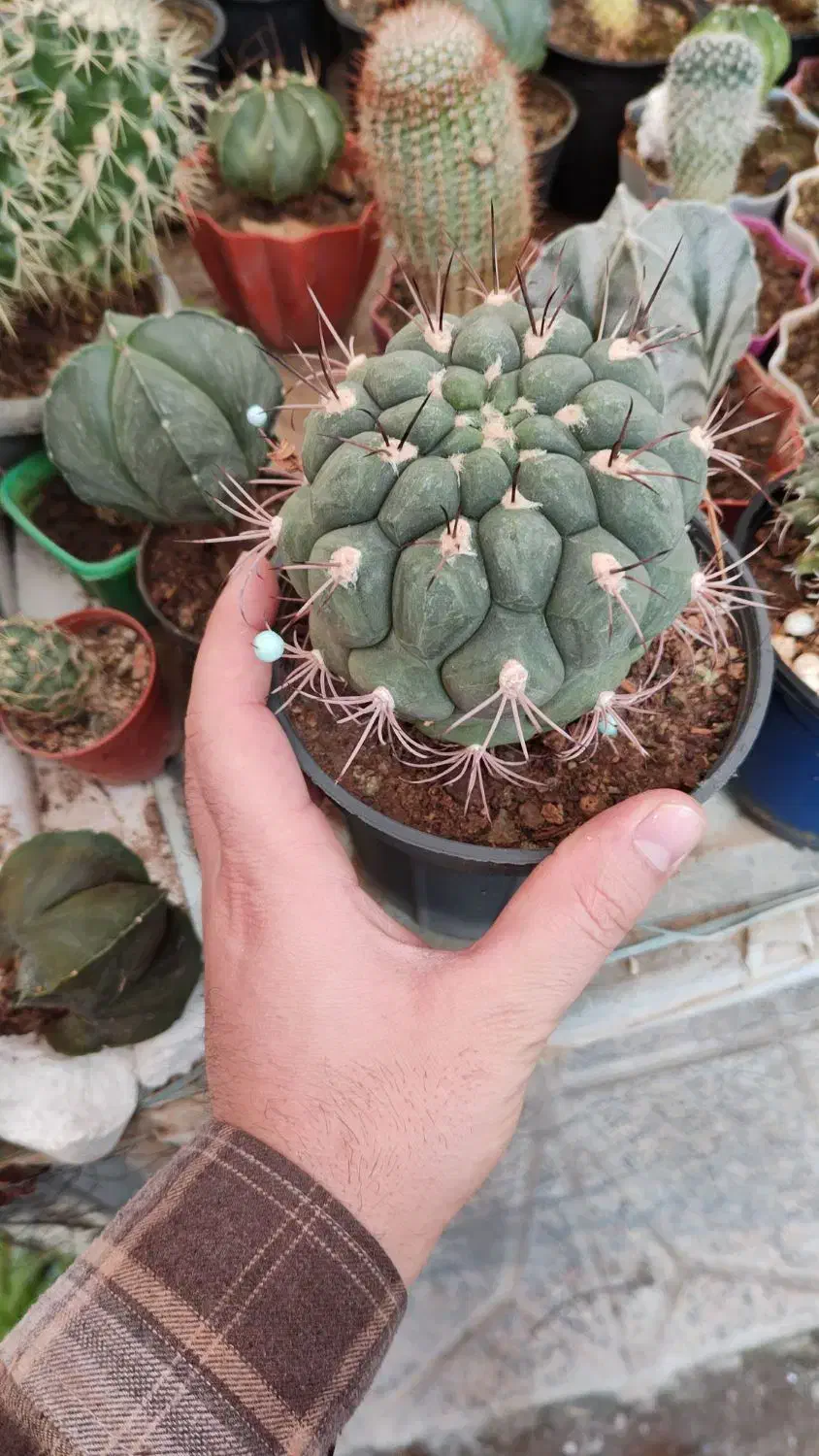 فروش کاکتوس|گل و گیاه طبیعی|الوند, |دیوار