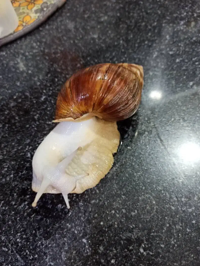 حلزون های خانگی|حیوانات مزرعه|برازجان, |دیوار