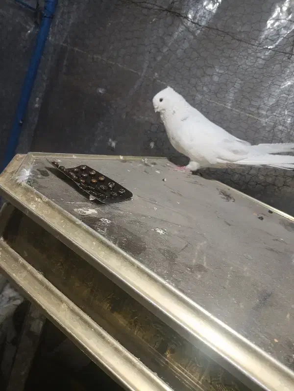 کبوتر|پرنده|سمنان, |دیوار