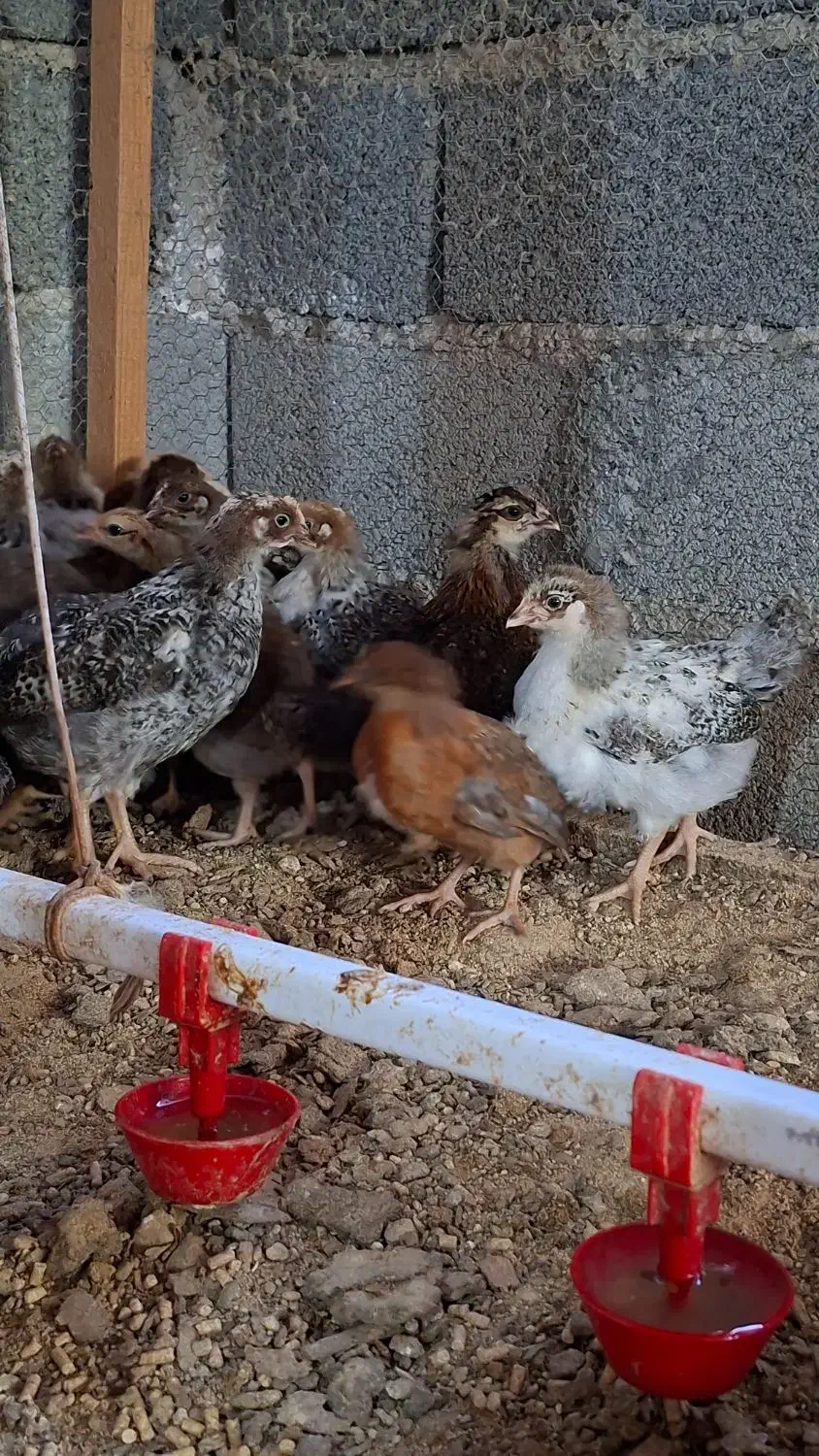 جوجه مرغ ۵۰ روز|حیوانات مزرعه|قائمشهر, |دیوار